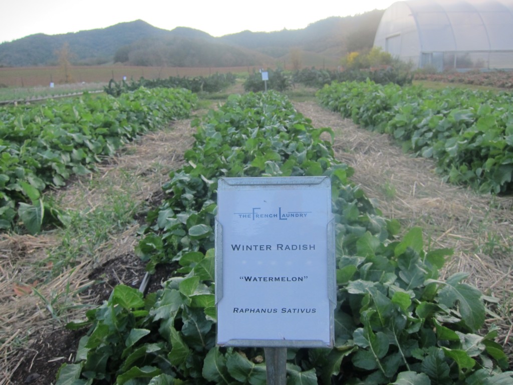 The French Laundry Garden